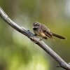 Pavik - Rhipidura albiscapa - Grey Fantail o3614